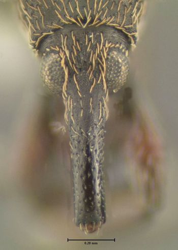Media type: image;   Entomology 613530 Aspect: head frontal view